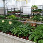 EARL ROUBAUD PLANTS